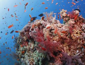 A coral reef with tropical fish